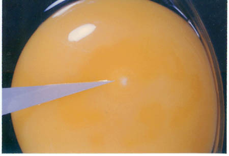 Зородышевый диск в неоплодотворенном яйце