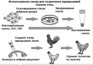 Рис.3. Схема использования половых химер для сохранения зародышевой плазмы птиц. 