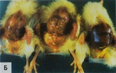 Пупки воспалены и желточные мешки вздуты у 3-дневный цыплят из-за инфекции E.coli