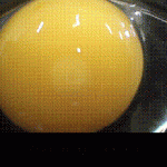 Можно ли определить оплодотворенность яиц до начала инкубации?