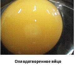 Оплодотворенное ли яйцо. Гусиные яйца оплодотворенные. Оплодотворенное яйцо и неоплодотворенное яйцо. Оплодотворенное куриное яйцо. Неоплодотворенные куриные яйца.