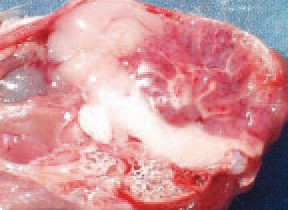 It is possible, although more rarely, to observe massive haemorrhages and sometimes, haematomas in the cerebellum. As an exception, brain lesions could also be present. The vitamin E deficiency is usually manifested in young birds -chickens, turkey poults, ducklings, pheasant poults etc. Most outbreaks are related to high levels of polyunsaturated fat in the diet (meat and bone meal, fish meal etc.) or rancid fat content.