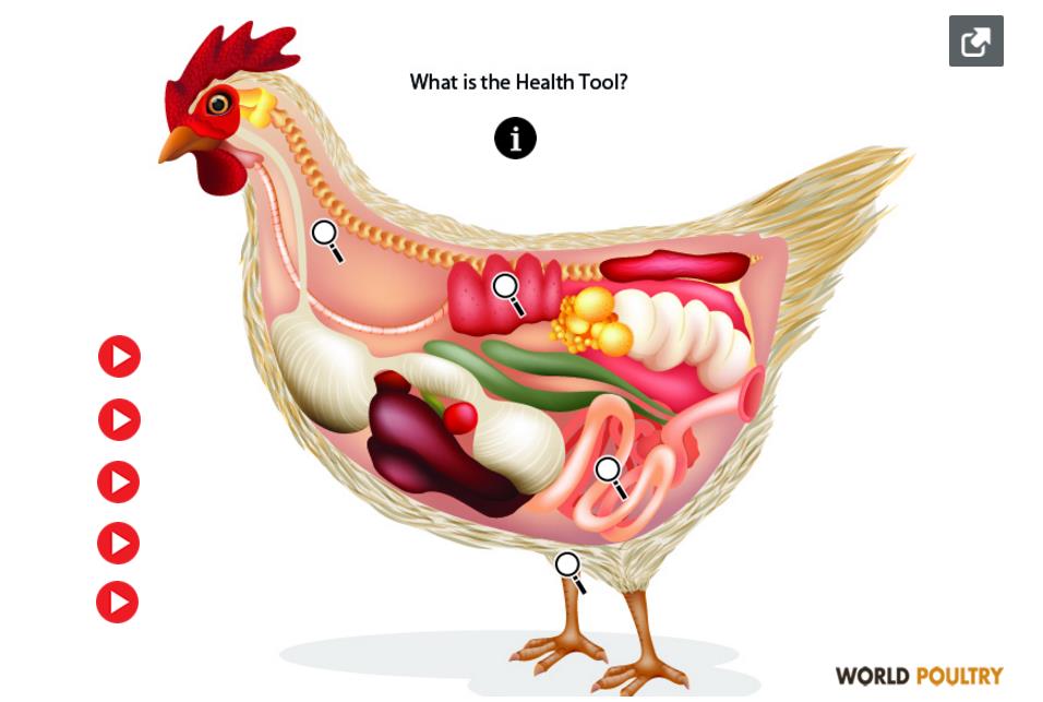 Откуда у куры яйца. Анатомия курицы несушки. Петух анатомия репродуктивная система.