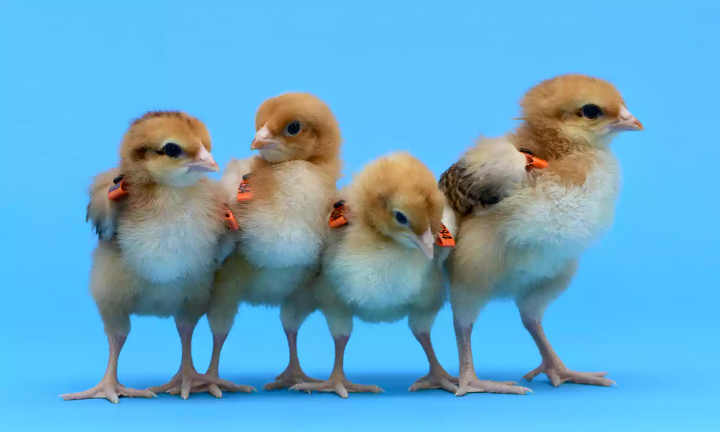 gm-chicks|ptitcevod.ru - все для птицеводов|воспроизводство, инкубация, репродукция, технология содержания и лечение болезней птицы