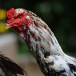 Аскаридиоз у птиц- как распознать и лечить?